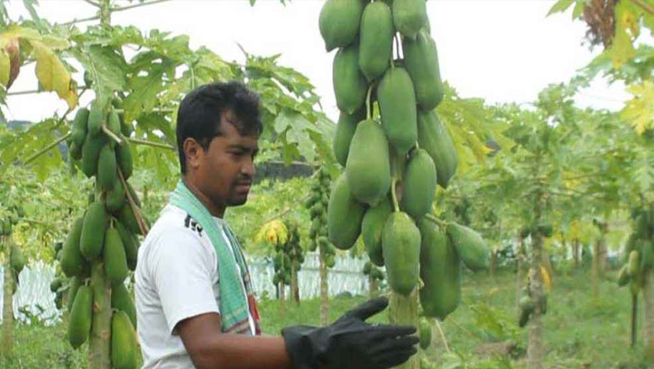 পেঁপে চাষে সফল তরুণ উদ্যোক্তা রাজবাড়ীর আরিফুল